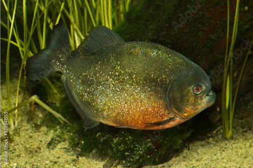 Red-bellied piranha, red pirahna (Pygocentrus nattereri).