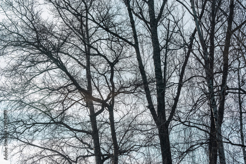 Big trees branches on the sky background. © serjiob74