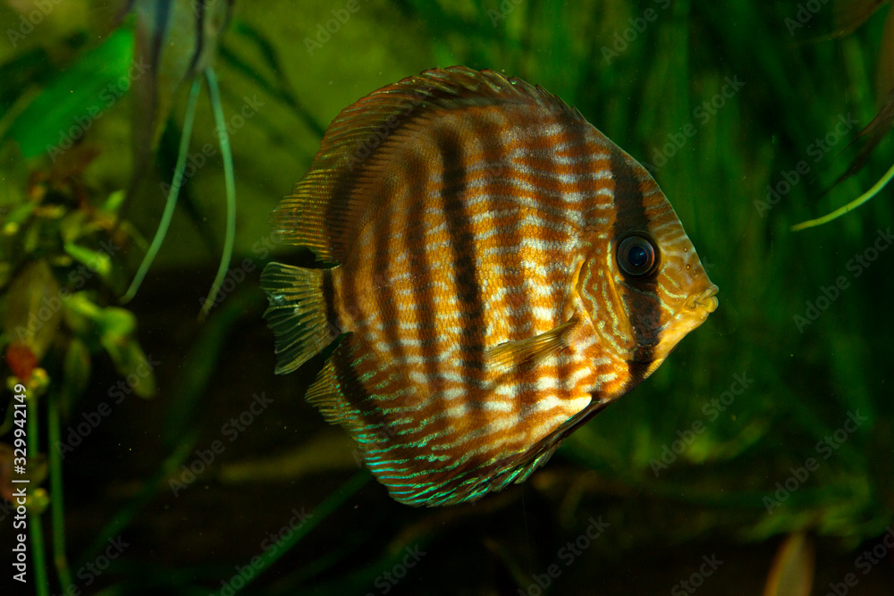 Brown discus, blue discus (Symphysodon aequifasciatus). Brown discus, blue discus (Symphysodon aequifasciatus).