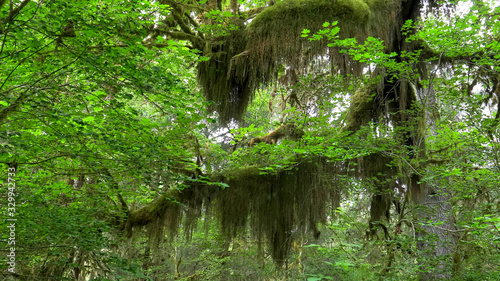 beards of moss and bigleaf maple leaves at hoh rain forest photo