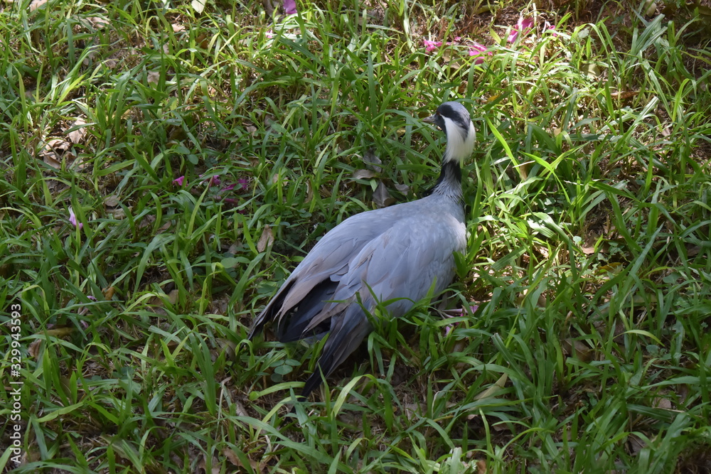 Fototapeta premium Fotos de aves exóticas