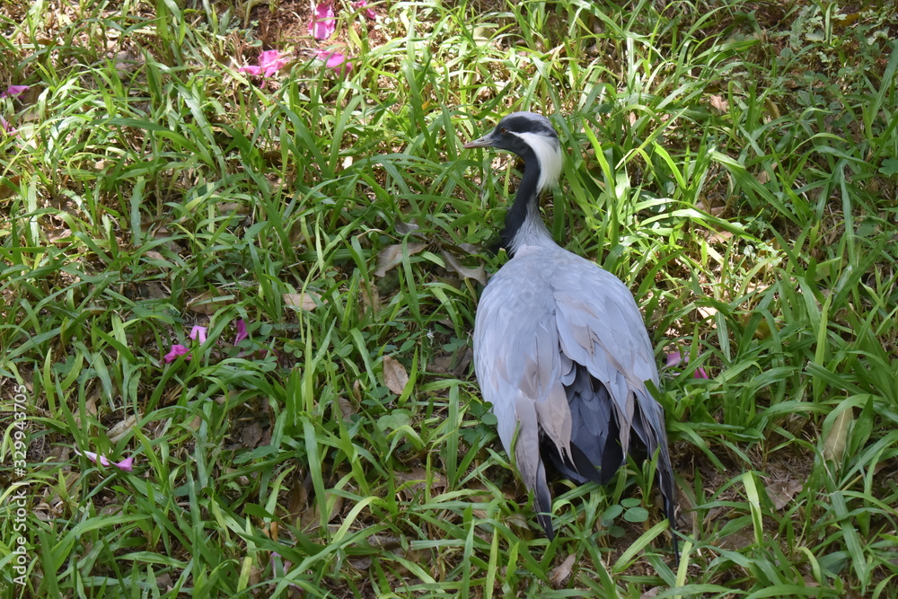 Naklejka premium Fotos de aves exóticas