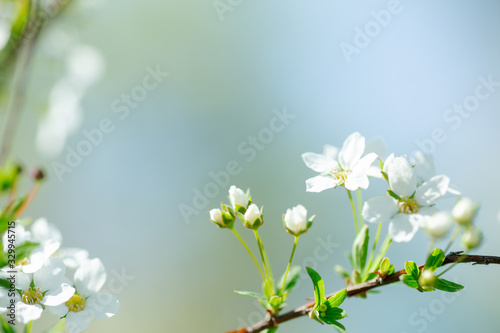 Cerasus besseyi L.H.Bailey Lunell white small flowers on branches. Dwarf cherry blossoms in spring. The background for spring screensaver. Spring time concept.
