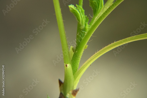 An aphid type plant pests that suck plant juice. Insects macro view that threatens berries seedlings in gardens and the flower bushes  and houseplants indoor.