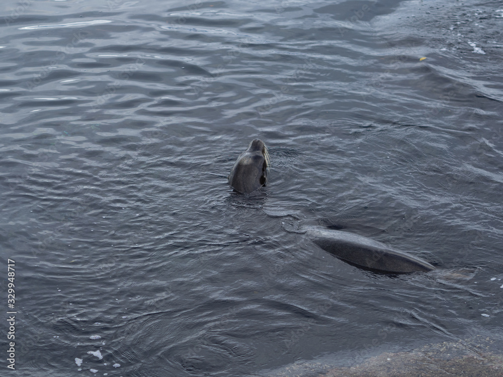 Obraz premium Sea lions in Monterrey Bay, swimming and sitting on the rocks.