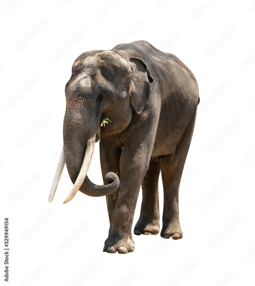 asia elephant isolated on white background  ,include clipping path