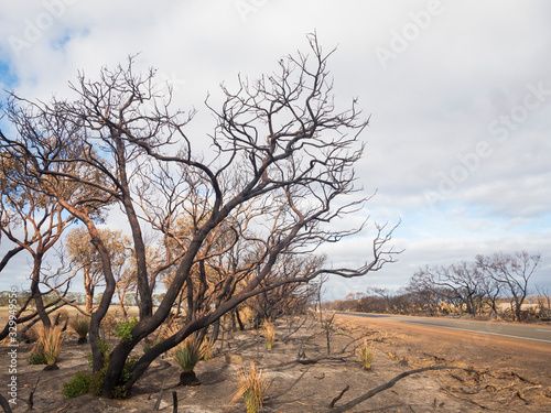 Canvas Print Burned trees on roadside on Kangaroo Island, Australia in bushfire aftermath