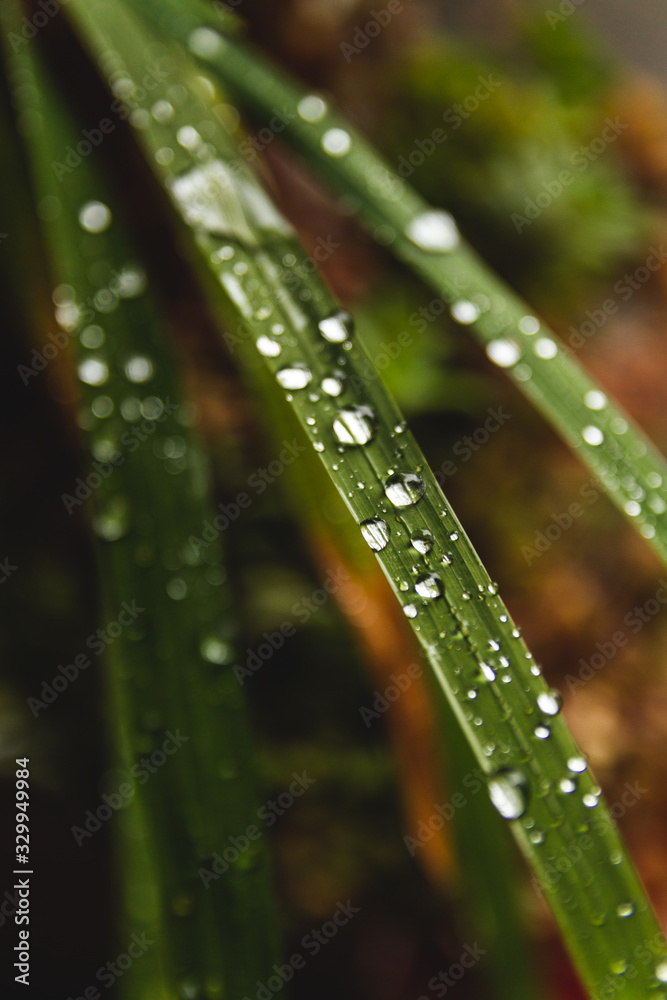 Drops of rain on leaves Drops of rain on leaves