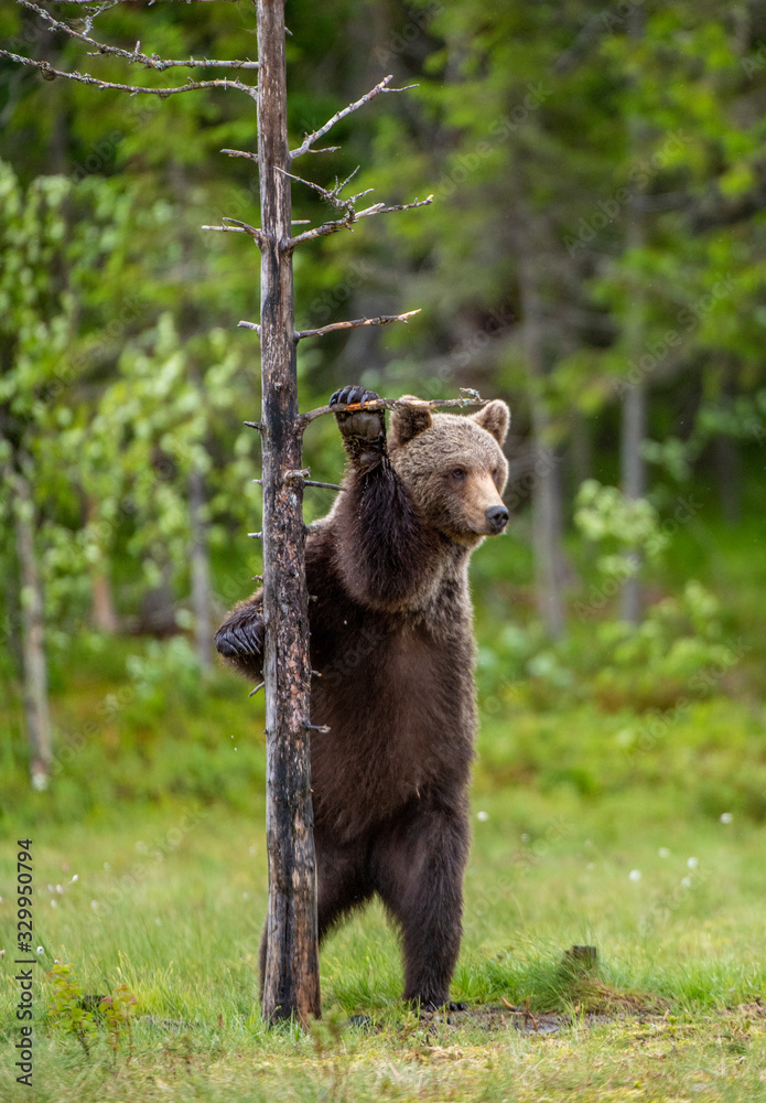 Brown bear stands on its hind legs by a tree. Natural habitat. Summer season Brown bear stands on its hind legs by a tree. Natural habitat. Summer season