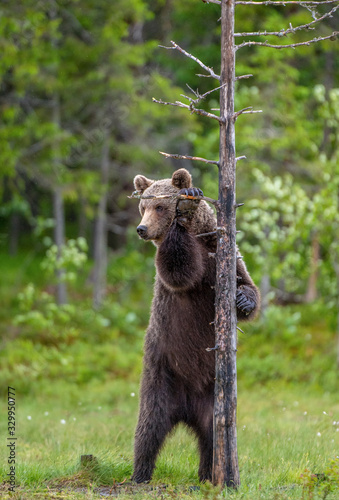 Brown bear stands on its hind legs by a tree.  Natural habitat. Summer season