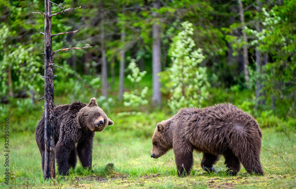 Brown bears on the swamp in the summer forest. Scientific name: Ursus arctos. Natural habitat.