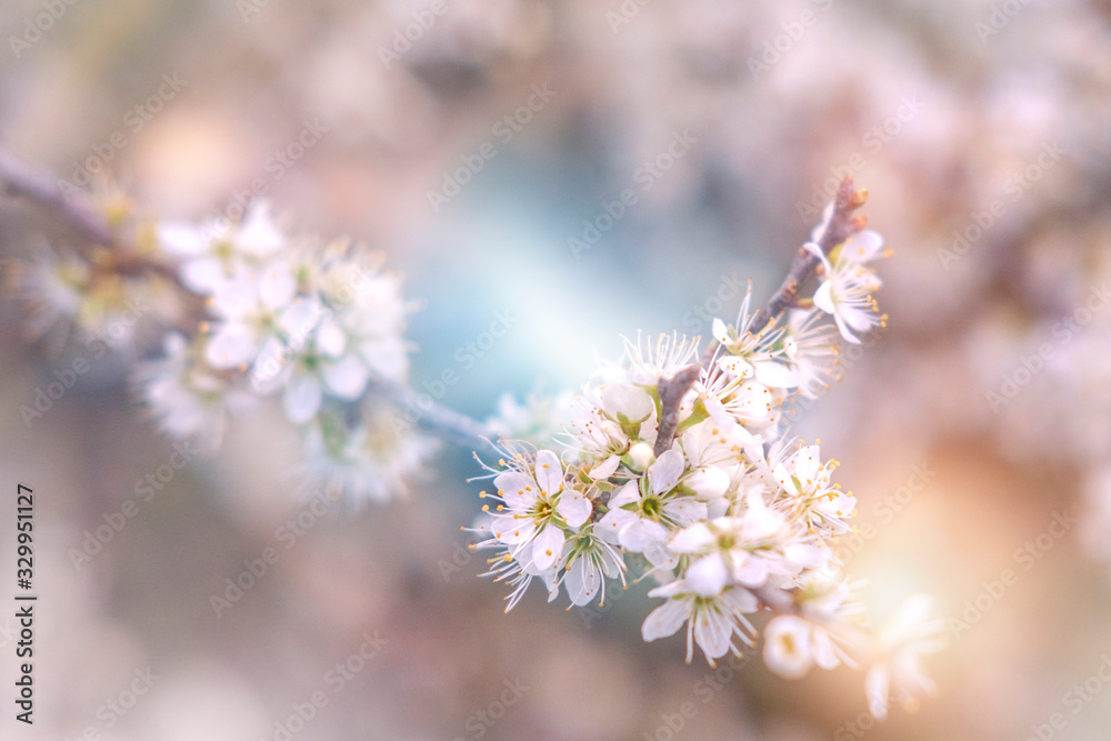 Cherry blossom white flower growing in green leaves in spring garden. Wallpaper concept, print Gardening idea. Selective focus. Dreamy pink sun light effect. Trendy color. Bloom love concept.