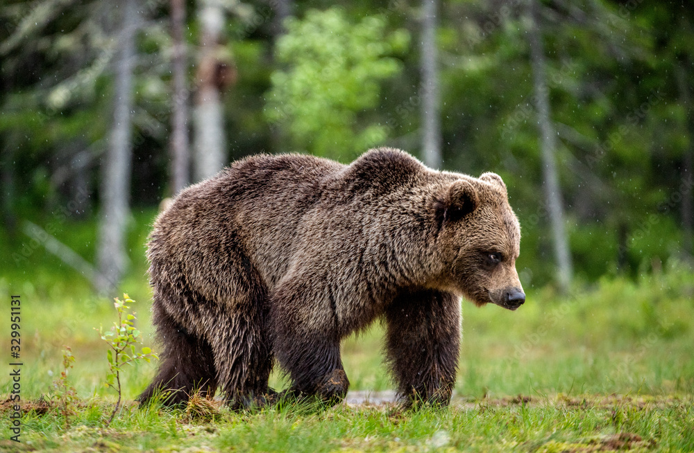 Brown bear walking on the swamp in the summer forest. Scientific name: Ursus arctos. Natural habitat. Brown bear walking on the swamp in the summer forest. Scientific name: Ursus arctos. Natural habitat.