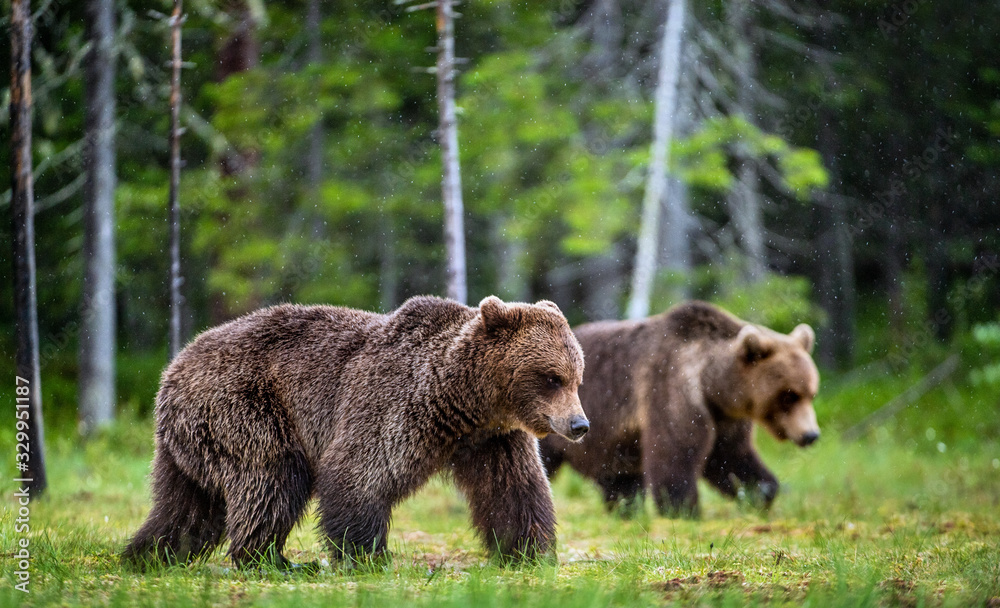 Brown bears walking on the swamp in the summer forest. Scientific name: Ursus arctos. Natural habitat.