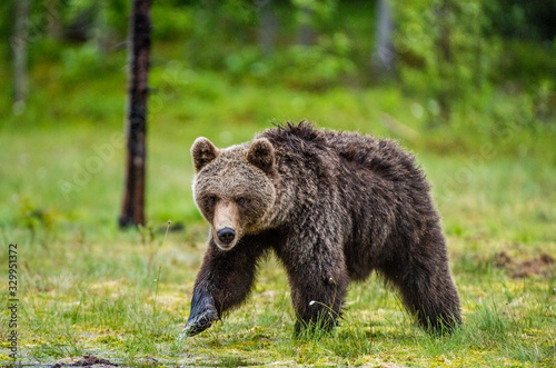 Brown bear walking on the swamp in the summer forest. Scientific name: Ursus arctos. Natural habitat. © Uryadnikov Sergey