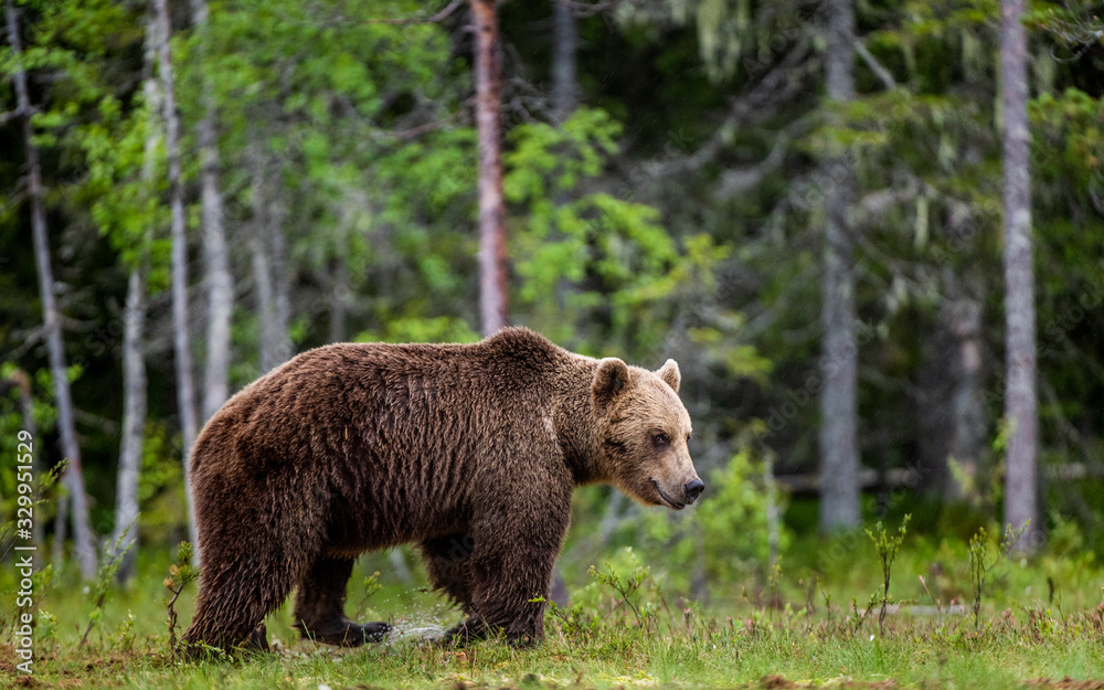 Brown bear in the summer forest.  Scientific name: Ursus arctos. Natural habitat. 