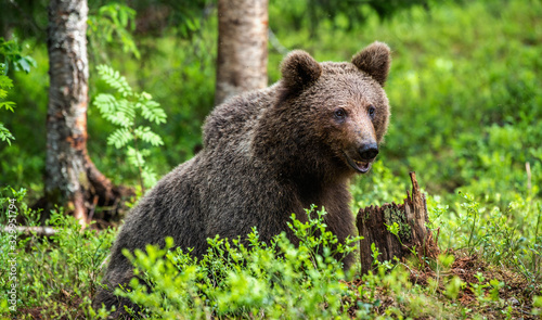 Cub of Brown Bear in the summer forest. Closeup portrait. Natural habitat. Scientific name: Ursus arctos..