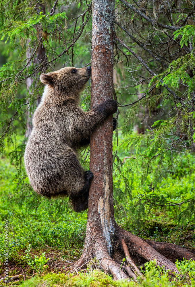 Brown bear climbing on tree in summer forest. Scientific name: Ursus arctos. Natural habitat.
