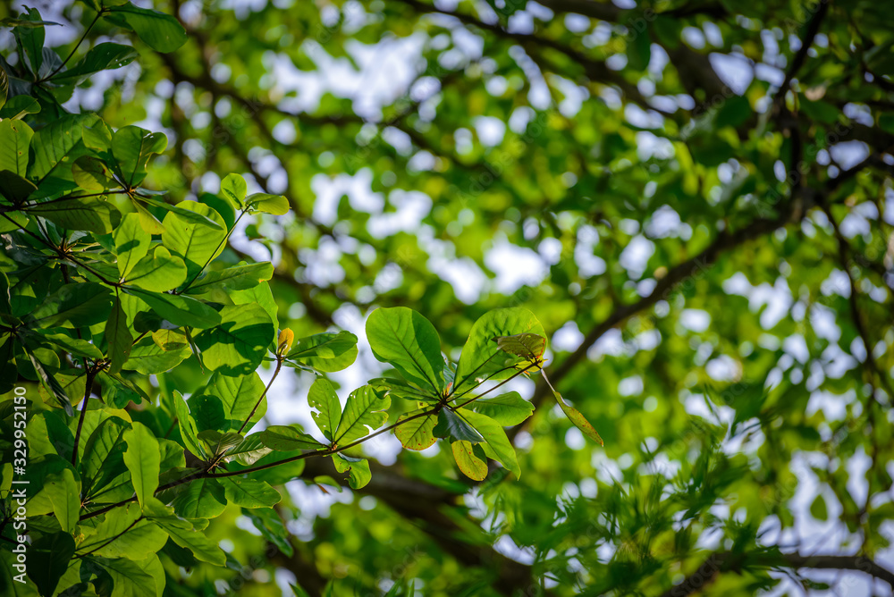 Greenery at Zoo during lunch time, Singapore 2018