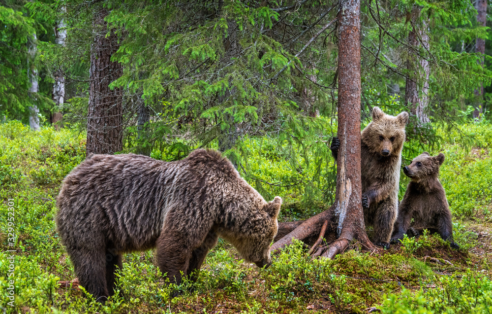 Obraz premium She-bear and bear cubs in the summer pine forest. Summer season, Natural Habitat. Brown bear, scientific name: Ursus arctos.