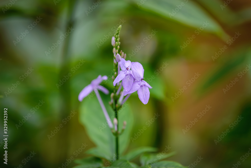 Flower at Zoo during lunch time, Singapore 2018 Flower at Zoo during lunch time, Singapore 2018