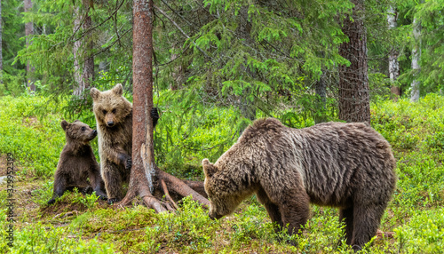She-bear and bear cubs in the summer pine forest. Summer season, Natural Habitat. Brown bear, scientific name: Ursus arctos.