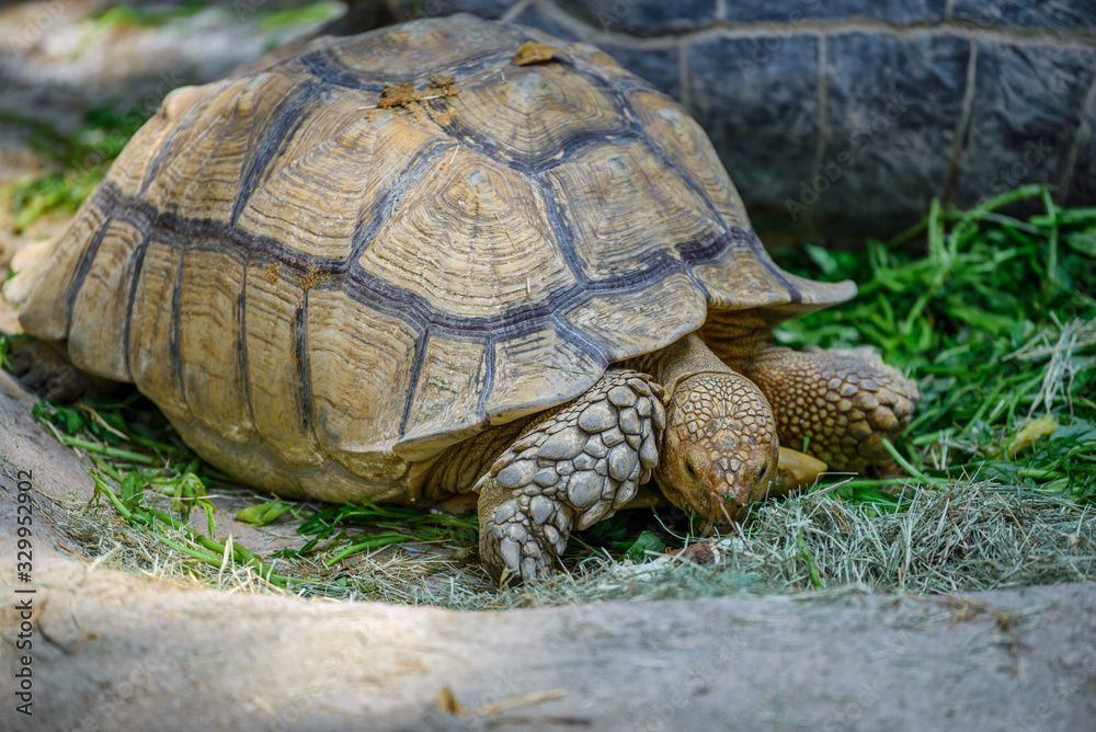 Turtle at Zoo during lunch time, Singapore 2018 Turtle at Zoo during lunch time, Singapore 2018