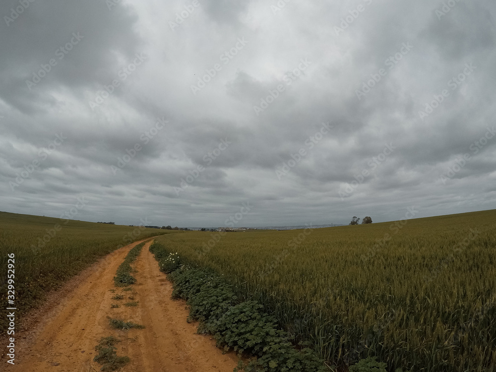 Wheat field under a bluish sky.