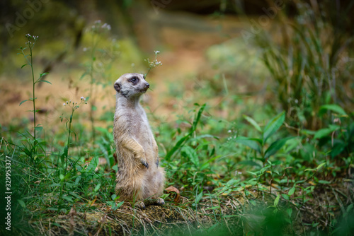 Meerkat at Zoo during lunch time, Singapore 2018