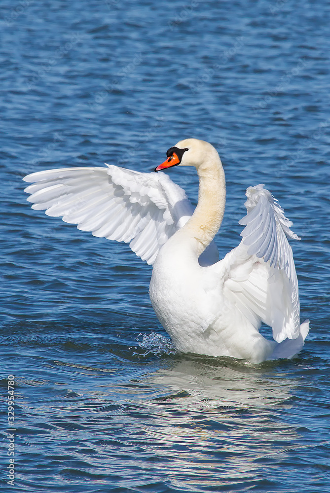 Displaying Displaying