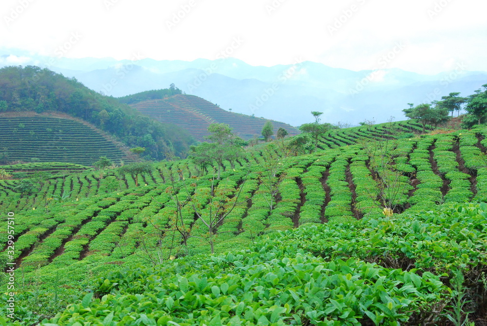 tea farm, tea estate, tea farm with mountain, yunnan tea,field, landscape, agriculture, vineyard, green, nature, farm, wine, sky, tea, mountain, vine, summer, grapes, plantation, plant, hill, rural, c