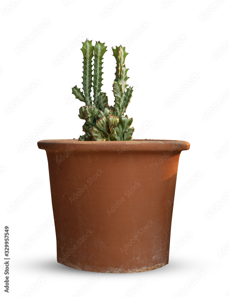 Fototapeta premium Cute young succulent cactus in pot isolated on white background.