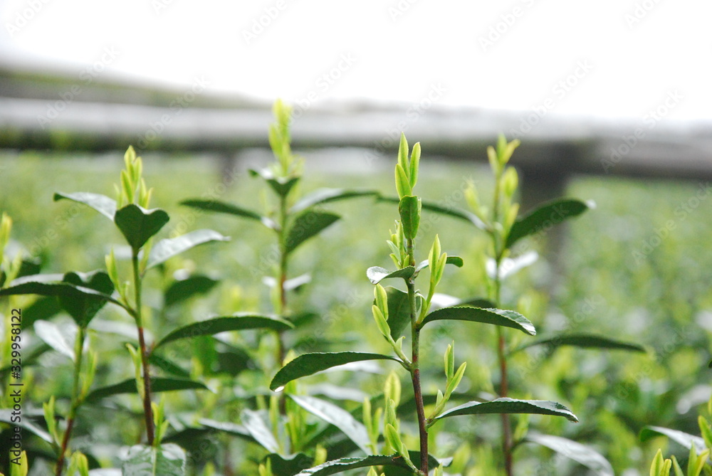 Obraz premium tea shoot, tea bud, green leaves, tea leaves, tea portrait,plant, green, leaf, nature, tea, fresh, leaves, agriculture, herb, garden, food, growth, field, plantation, white, grow, isolated, farm, 