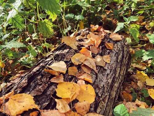 autumn leaves on grass in forest