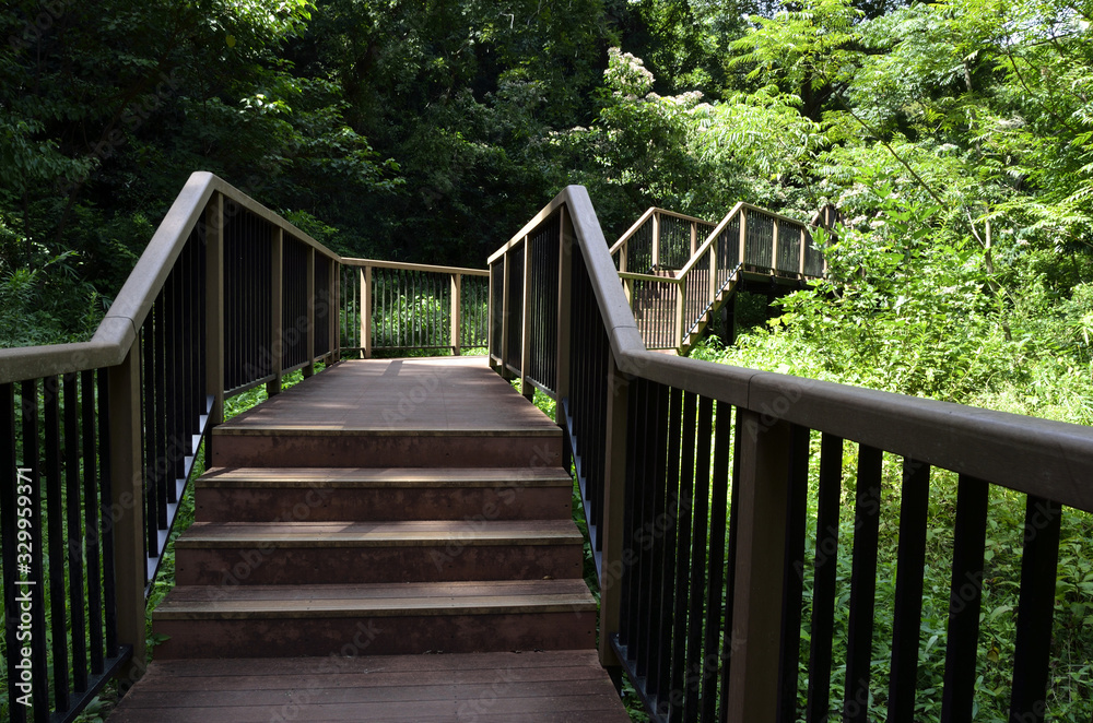 Fototapeta premium 小網代の森