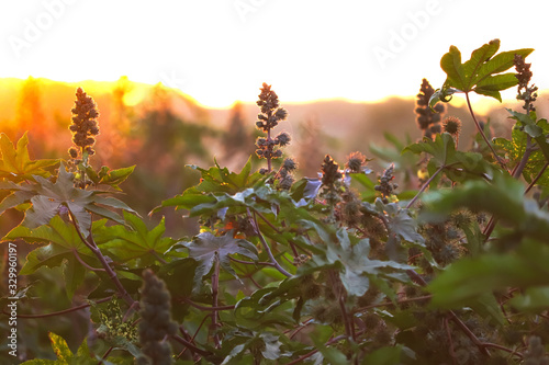 Fotografie Ricinus communis (the castorbean or castor-oil-plant)