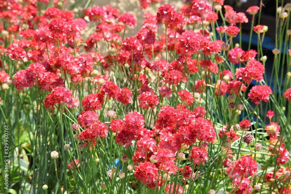 Red Thrift flowers