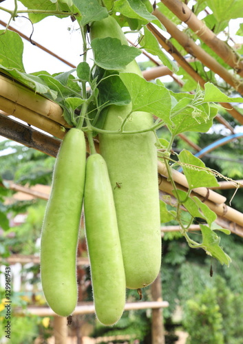 Wax gourd on its tree
