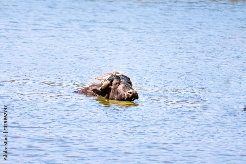 Fototapeta premium buffalo crossing a river in the Lake Nakuru National Park ,indian buffaloes bathing in lake,Buffaloes natural habitat in india