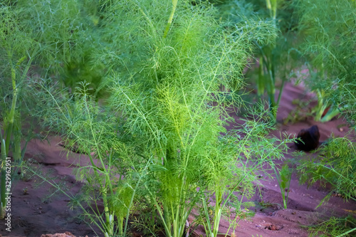fresh plant of unripe cumin at farm,cumin green plants , cumin plant grows in the garden,cumin plants agriculture view,