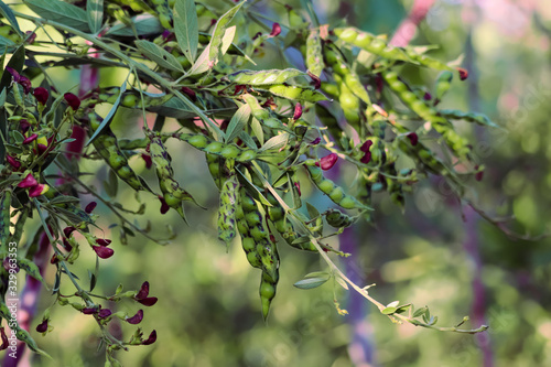 Pigeon pea crop, Pigeon pea crop field, Salunkwadi, Ambajogai Beed,Gujarat, India, southeast, Asia. photo