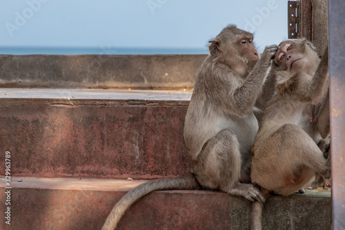 A monkey cleaning Another monkey on an railing in the abandoned building by the sea.