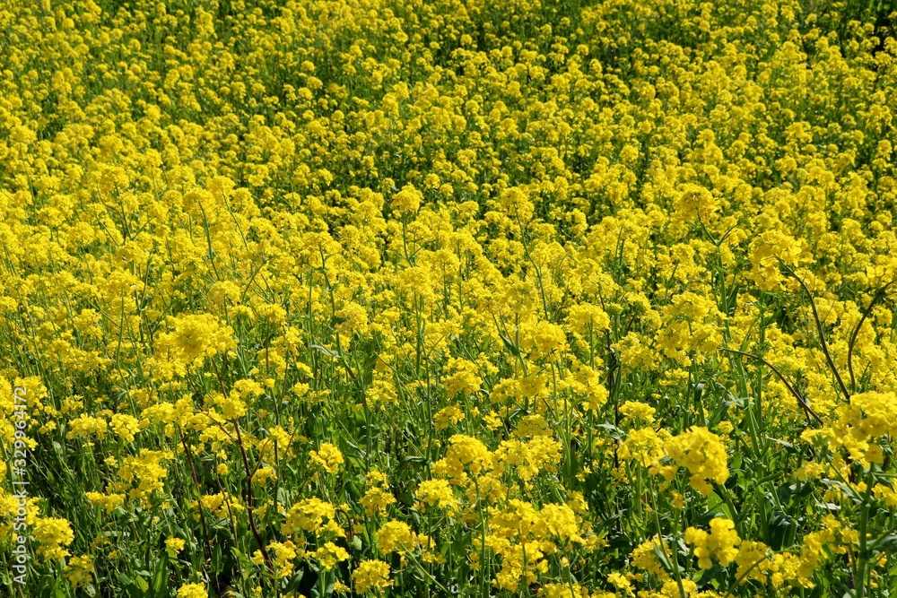 菜の花 群生 春 いやし 渡良瀬 杤木 菜の花 群生 春 いやし 渡良瀬 杤木