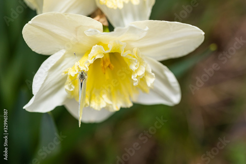 Daffodil flower with Cabbage White Butterfly in spring
