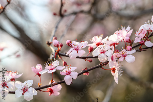 Cherry Blossom branch growing in springtime