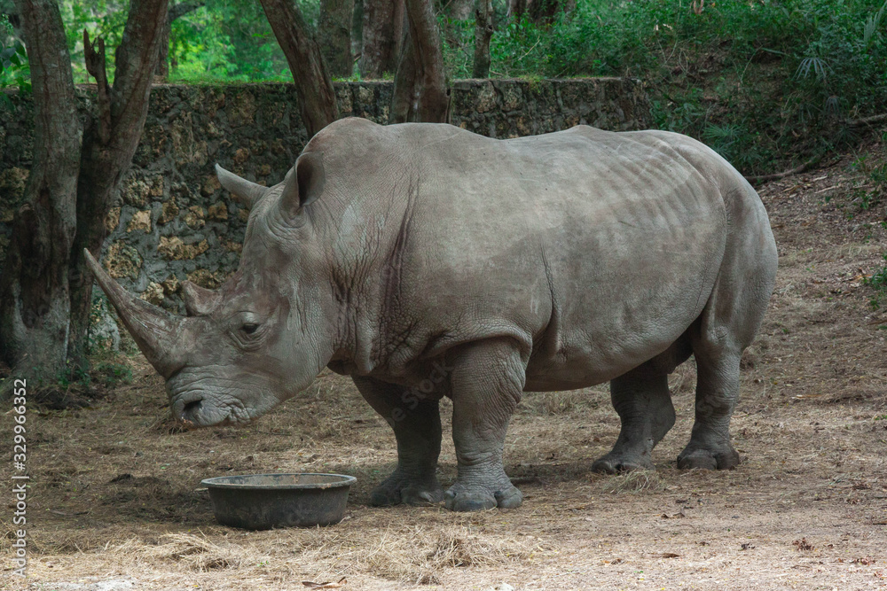 RHINO RHINO