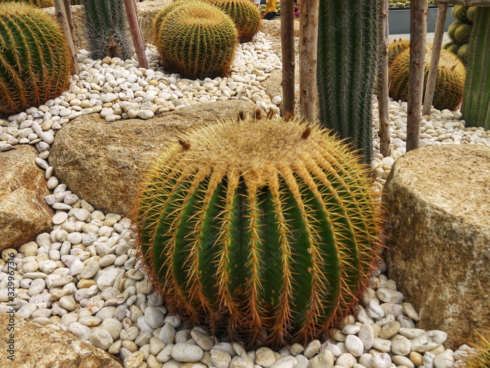 Golden barrel cactus or Echinocactus grusonii plant group in a tropical garden. Golden barrel cactus or Echinocactus grusonii plant group in a tropical garden.