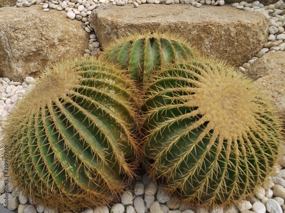 Golden barrel cactus or Echinocactus grusonii plant group in a tropical garden. Golden barrel cactus or Echinocactus grusonii plant group in a tropical garden.