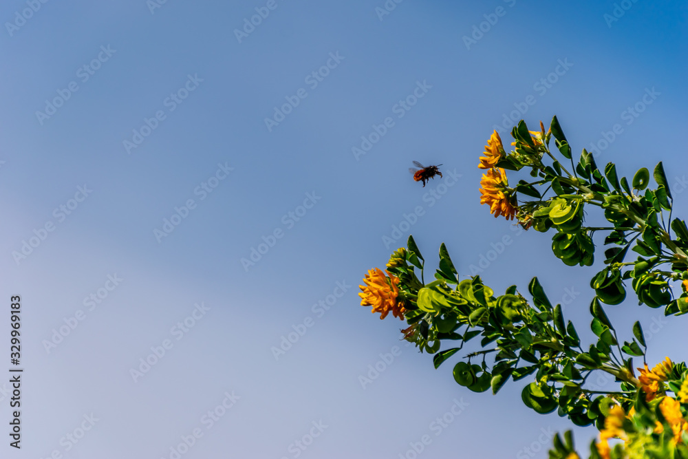 A close-up shot of a mining bee hovering next to Medicago arborea (also known as moon trefoil, shrub medick, alfalfa arborea, and tree medick) yellow flowers