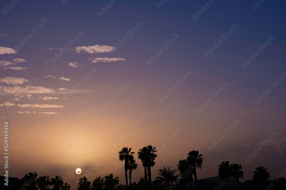 beautiful sunset in fuerteventura with palm trees.